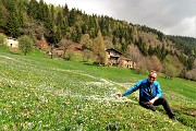 33 ed all'improvviso ecco le prime distese fiorite di crocus
